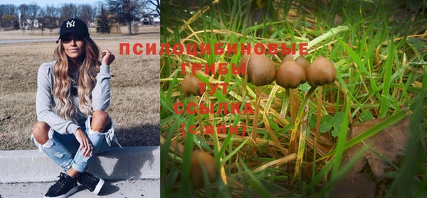 PSILOCYBIN Волосово